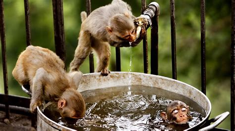 厨房水盆 1980年属猴人的命运